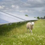 MeikadeBloemenSchaap